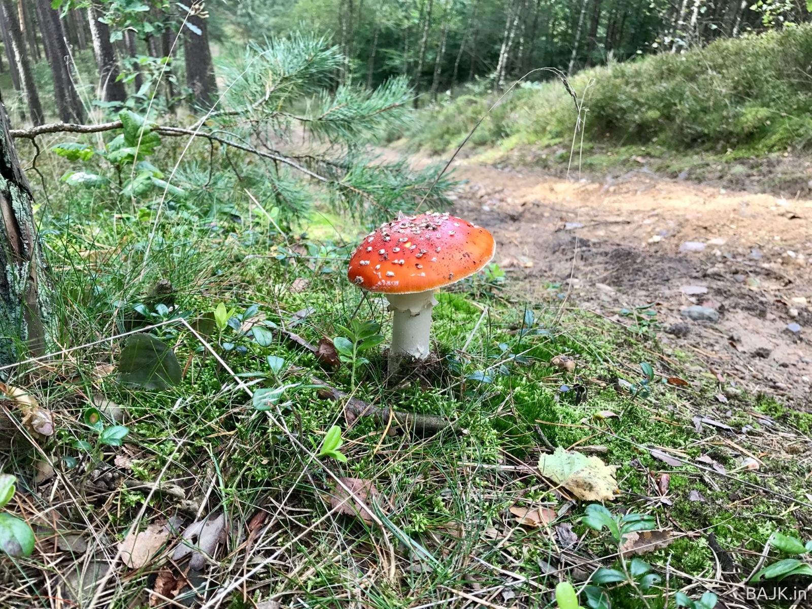 Chodzieskie lasy i górki