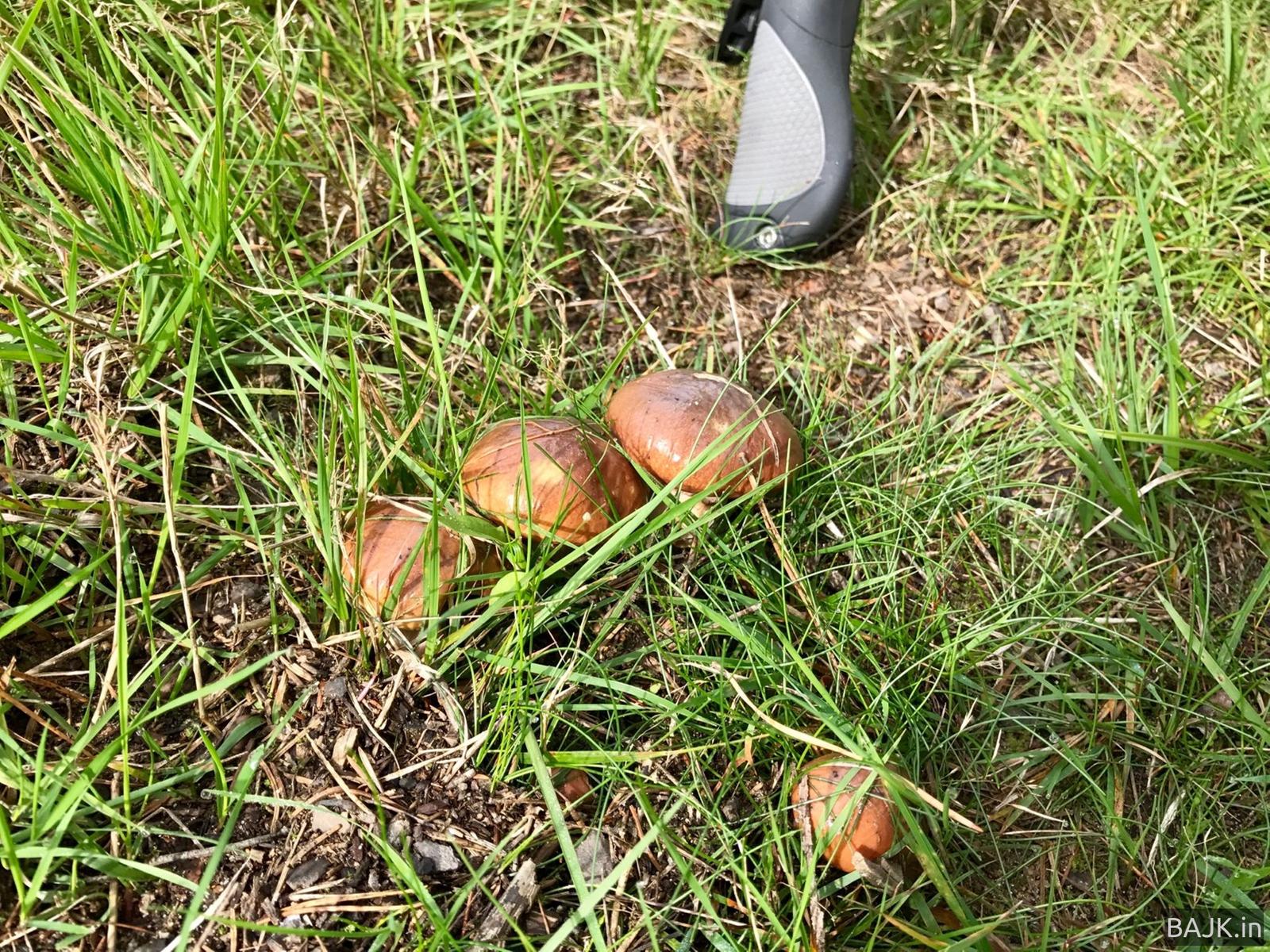 Chodzieskie lasy i górki