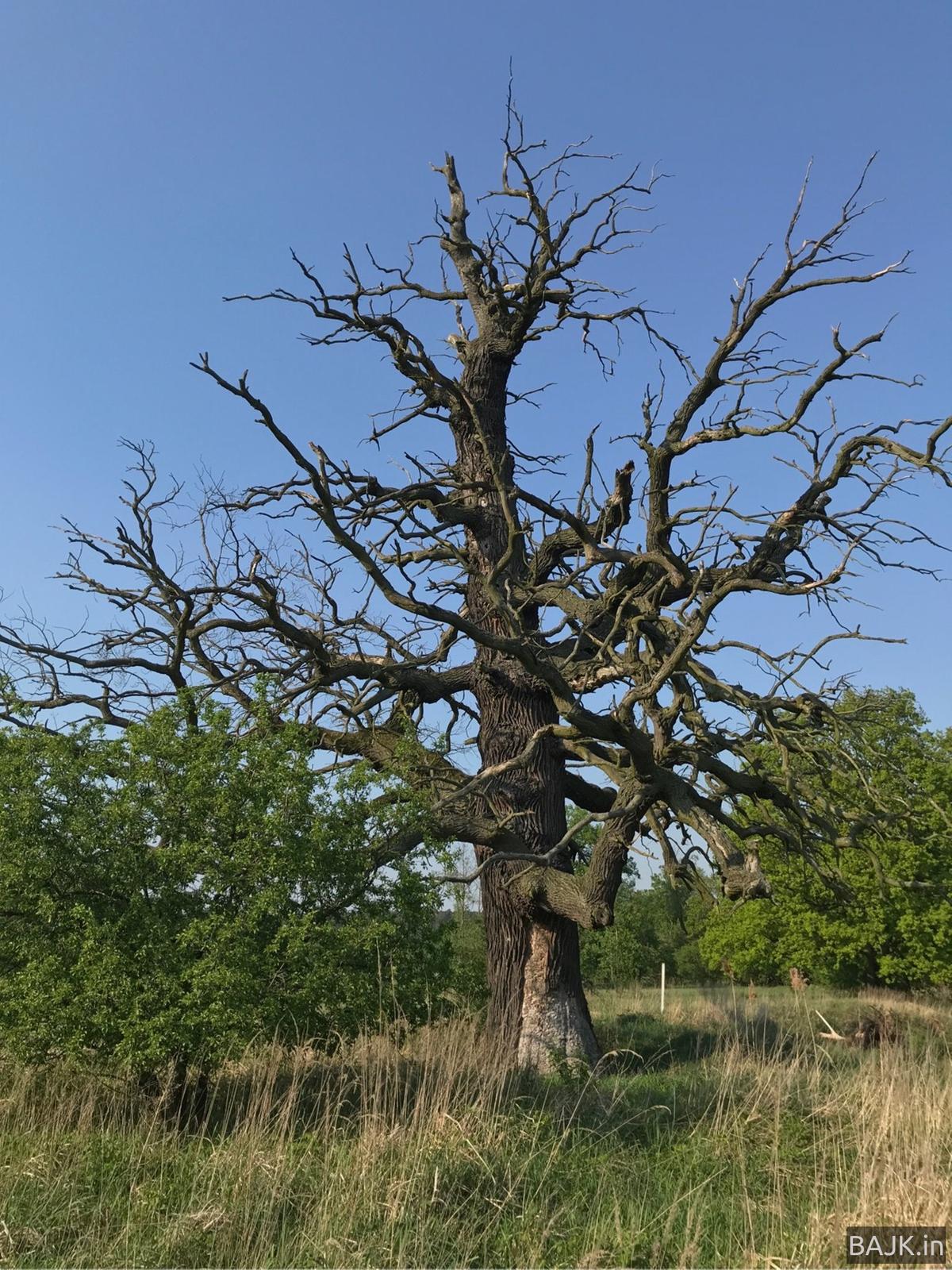 Wzdłuż Warty do Rogalina