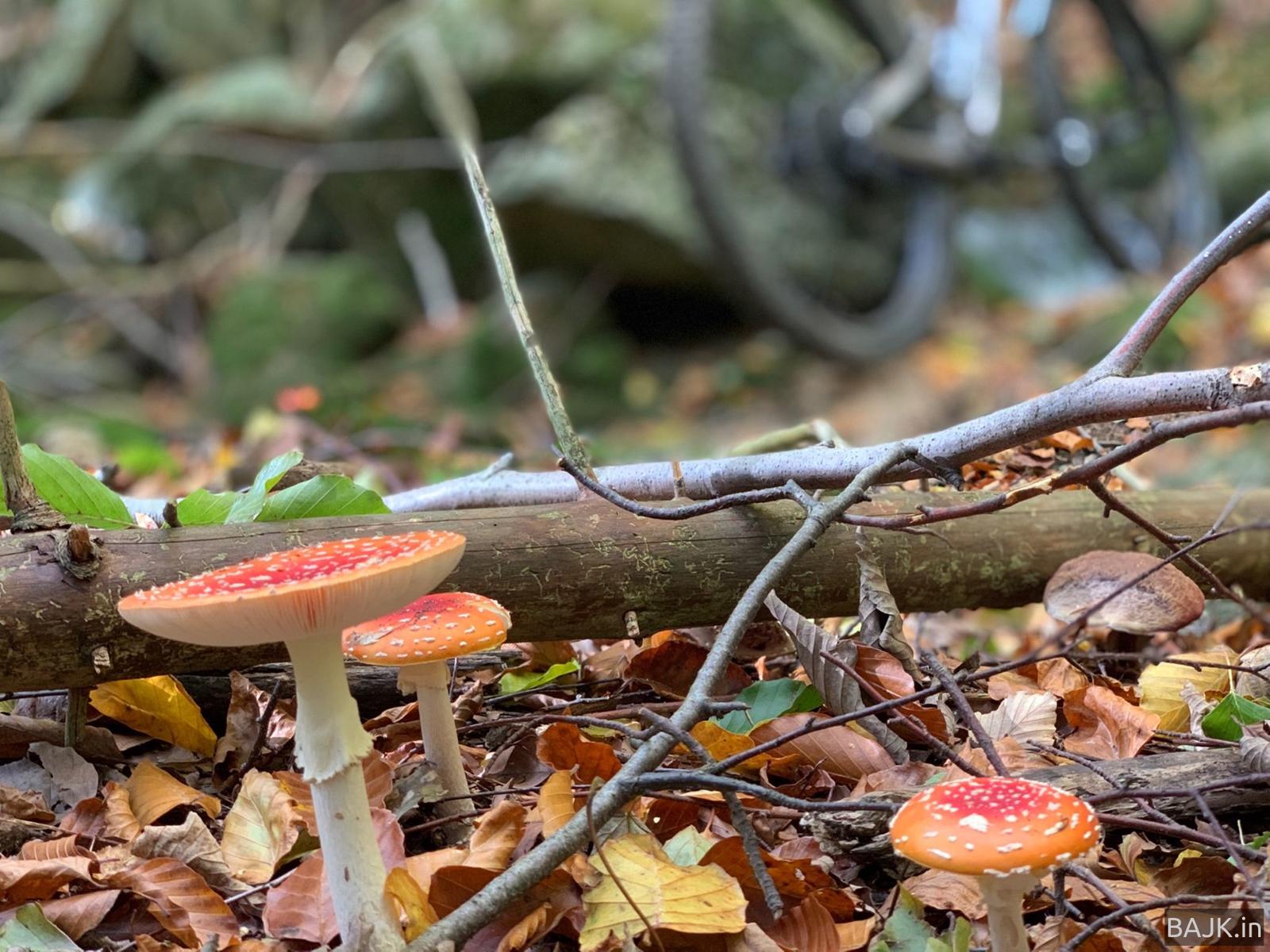 Olbrzymy z Przesieki