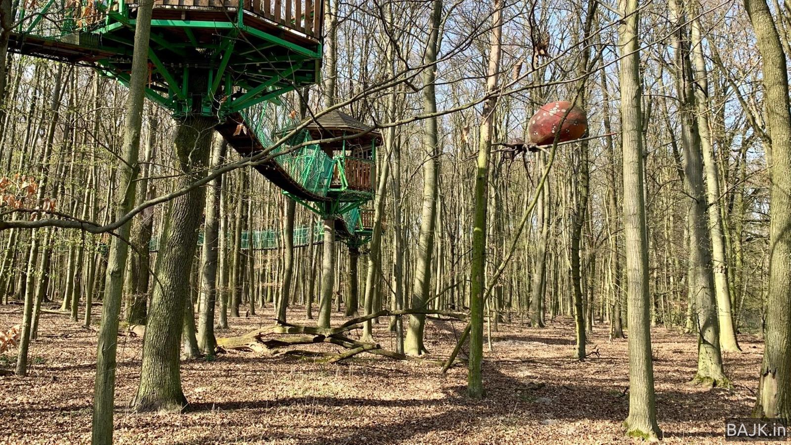 Zamknęli lasy przez pandemię