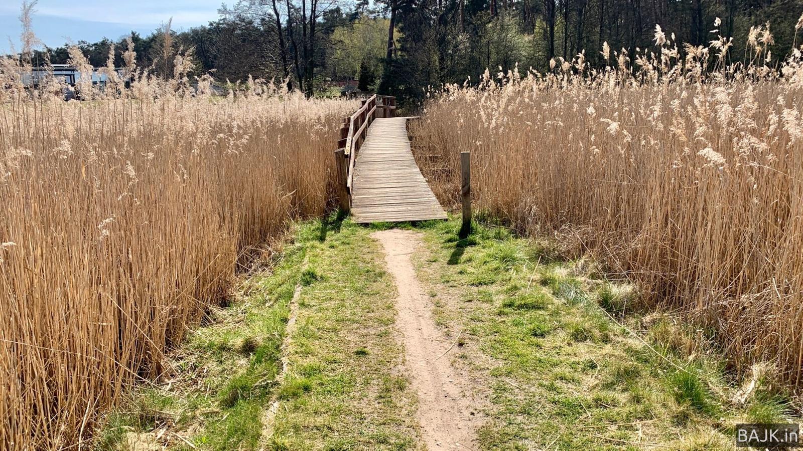 Zamknęli lasy przez pandemię