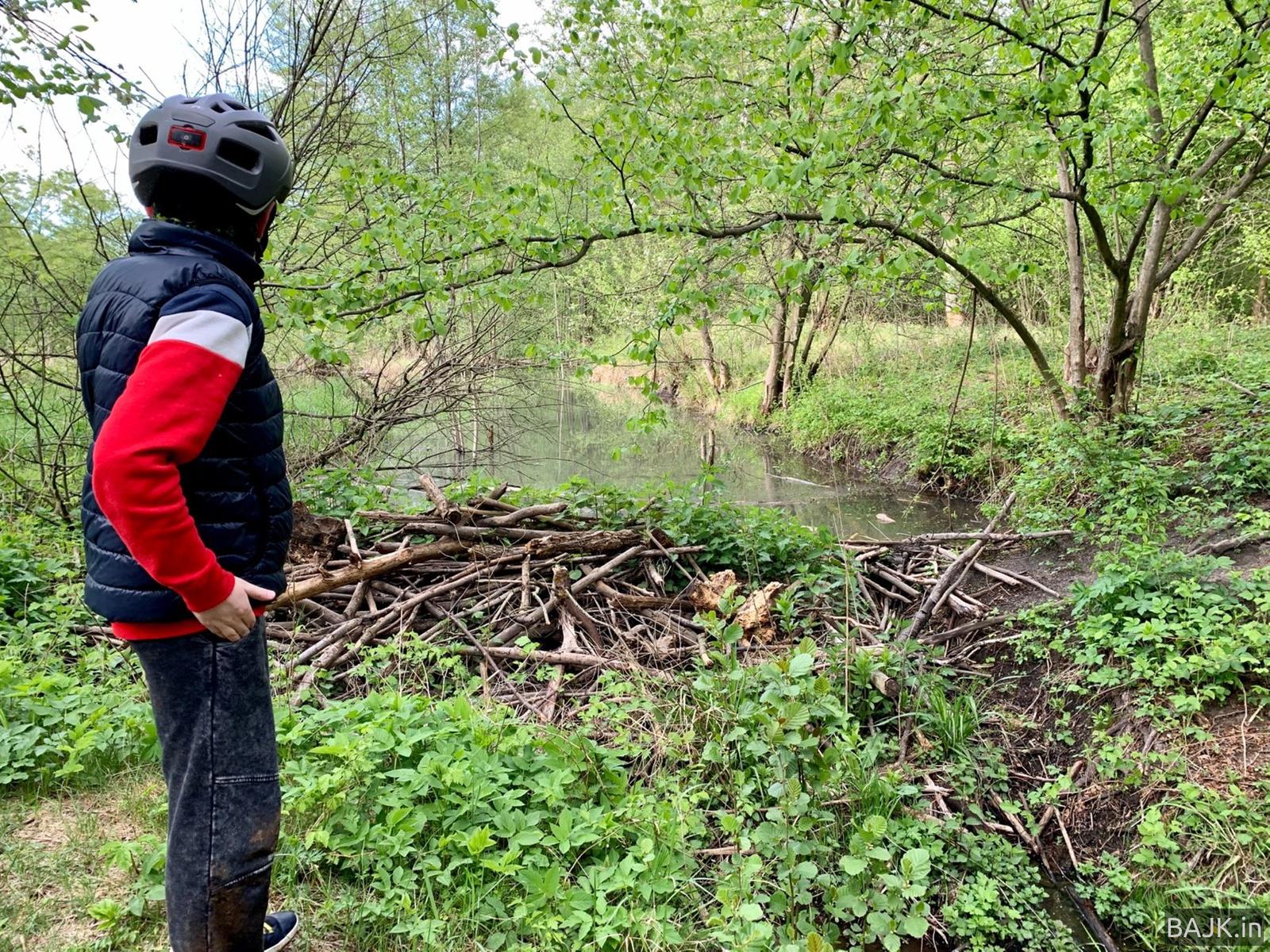 Las Zakrzewsko-Palędzki